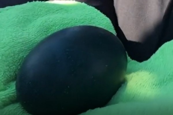 Изумрудные яйца несут страусы из Оренбуржья на ферме в Бурятии