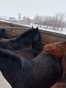 Через границу с Казахстаном пытались провезти 35 лошадей по поддельным документам