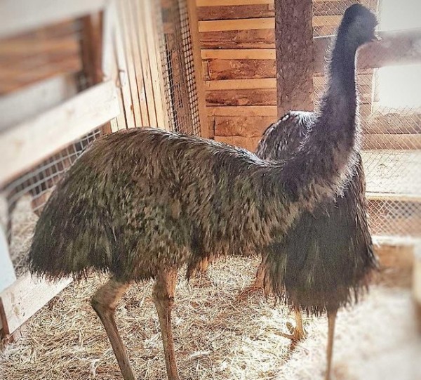 Изумрудные яйца несут страусы из Оренбуржья на ферме в Бурятии