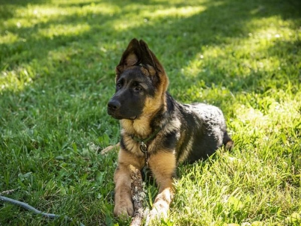 В Оренбуржье хозяйка попыталась вернуть немецкую овчарку через суд