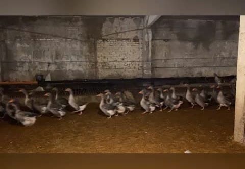 В селе под Оренбургом разводят редкую породу крупного серого гуся