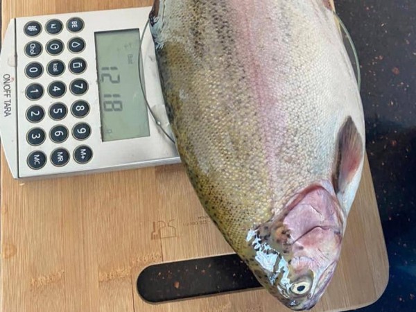 В Оренбуржье Урал планируют зарыблять ириклинской форелью В Оренбуржье Урал планируют зарыблять ириклинской форелью