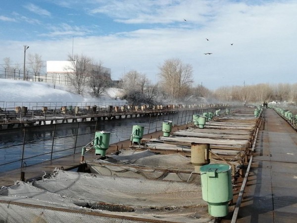 В Оренбуржье Урал планируют зарыблять ириклинской форелью В Оренбуржье Урал планируют зарыблять ириклинской форелью