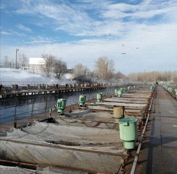 На Ириклинском водохранилище вырастили форель весом в килограмм