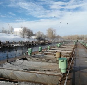 На Ириклинском водохранилище вырастили форель весом в килограмм