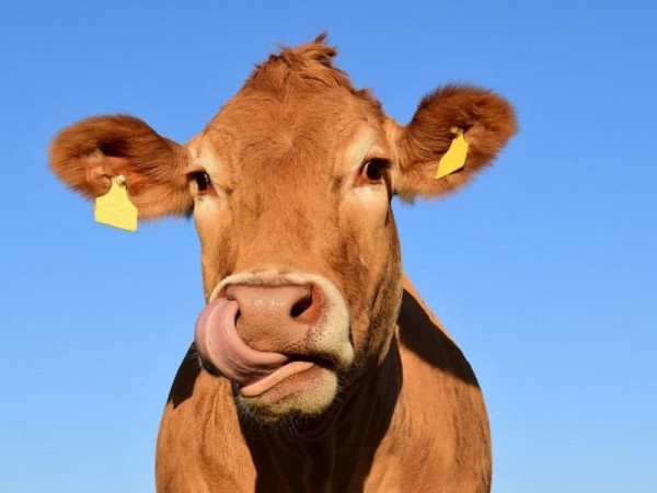 Три крупные молочные фермы на 2600 коров построят в Оренбуржье Три крупные молочные фермы на 2600 коров построят в Оренбуржье