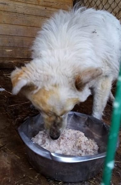 Псу, чьи хозяева в выходные погибли на пожаре, ищут новый дом