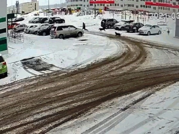 В Оренбурге бродячие собаки напали на мальчика на улице Рокоссовского 