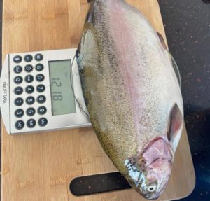 На Ириклинском водохранилище вырастили форель весом в килограмм