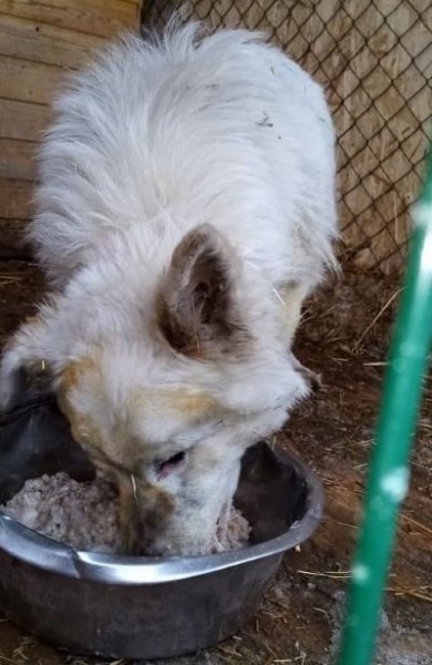 Псу, чьи хозяева в выходные погибли на пожаре, ищут новый дом