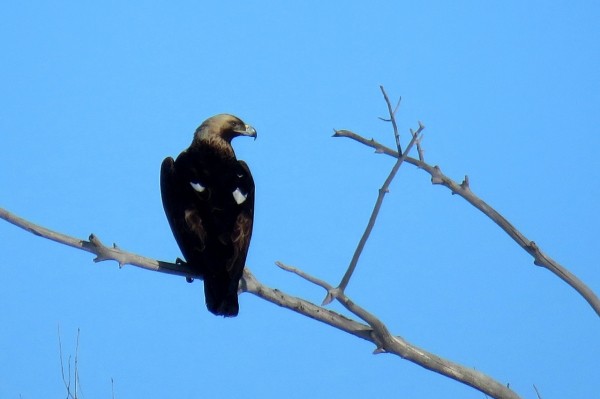 В заповедник &laquo;Оренбургский&raquo; с зимней кочевки прилетели орлы