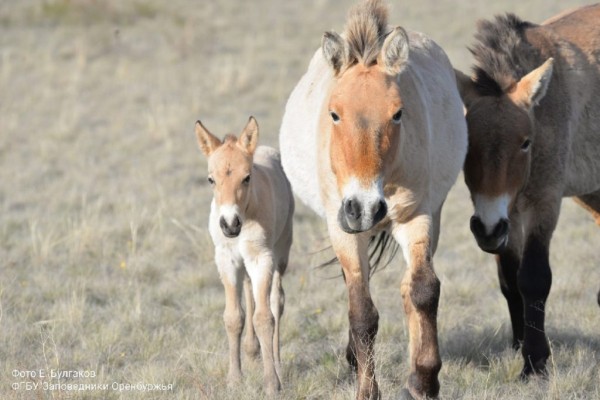В заповеднике &laquo;Оренбургский&raquo; у лошади Пржевальского родился первый в этом году жеребчик