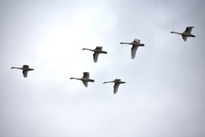 В заповедник &laquo;Оренбургский&raquo; с зимней кочевки прилетели орлы