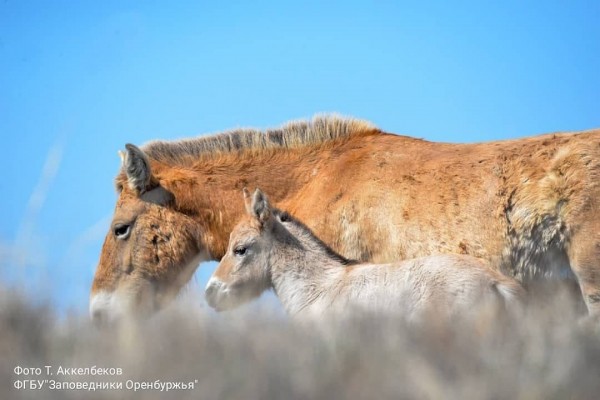 В оренбургском заповеднике на свет появился жеребенок Пржевальского