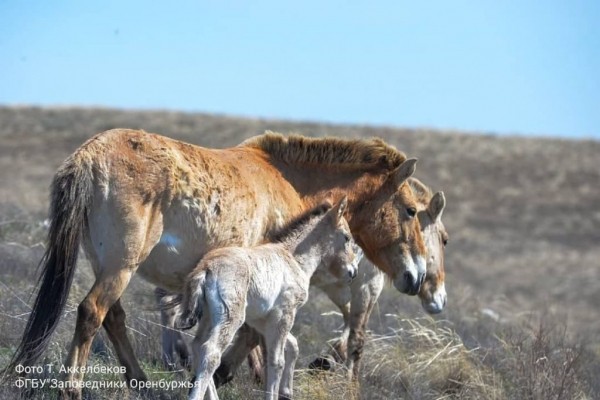 В оренбургском заповеднике на свет появился жеребенок Пржевальского