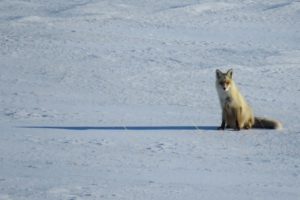 В заповедник &laquo;Оренбургский&raquo; с зимней кочевки прилетели орлы