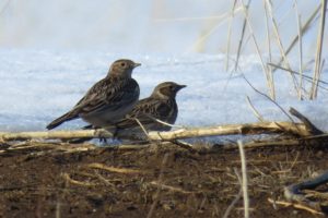 В заповедник &laquo;Оренбургский&raquo; с зимней кочевки прилетели орлы