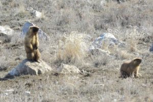 В заповедник &laquo;Оренбургский&raquo; с зимней кочевки прилетели орлы