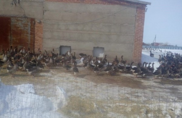 В Оренбуржье проверяют птицефермы из-за вспышек птичьего гриппа на юге РФ