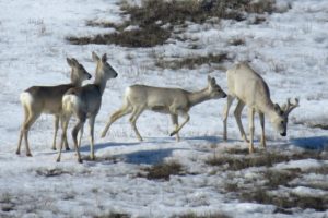 В заповедник &laquo;Оренбургский&raquo; с зимней кочевки прилетели орлы