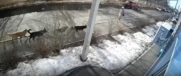 Семеро на одну: в Оренбурге женщина пострадала от бродячих собак Семеро на одну: в Оренбурге женщина пострадала от бродячих собак