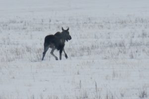 В заповедник &laquo;Оренбургский&raquo; с зимней кочевки прилетели орлы