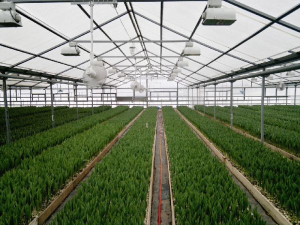 В Новотроицке планируют построить тепличный комплекс за 35 млн рублей
