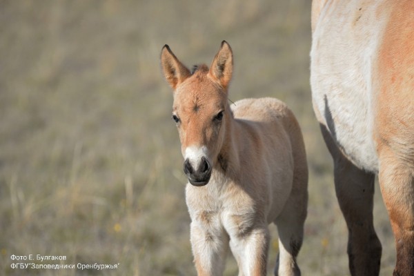 В заповеднике &laquo;Оренбургский&raquo; у лошади Пржевальского родился первый в этом году жеребчик
