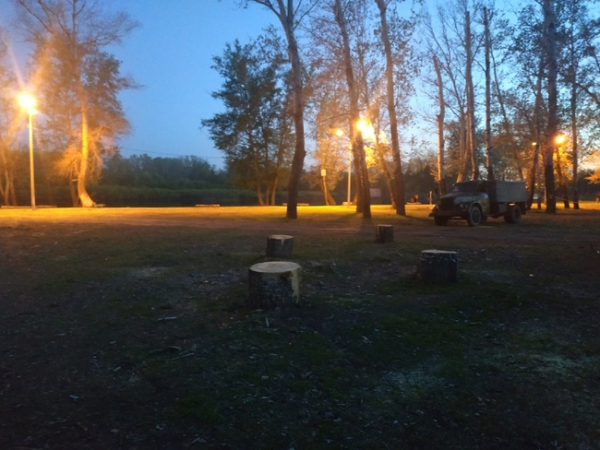 Прокуратура Оренбуржья заинтересовалась вырубкой деревьев на Красной площади