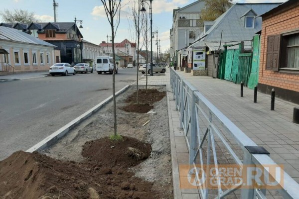 В Оренбурге саженцы липы сажают в бетон В Оренбурге саженцы липы сажают в бетон
