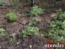 Проезд Северный украшают не зеленеющие деревца, а колышки...