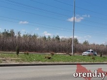 Проезд Северный украшают не зеленеющие деревца, а колышки...