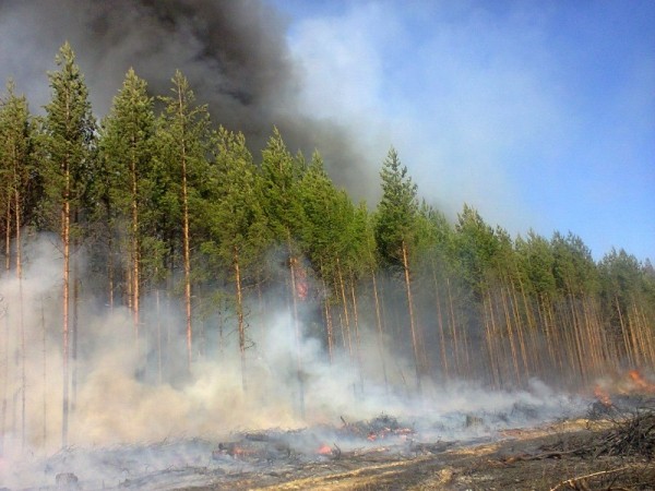 За сутки в Оренбуржье произошло 50 техногенных и 7 природных пожаров