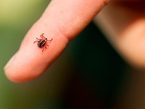 В Роспотребнадзоре рассказали оренбуржцам о пунктах приема клещей