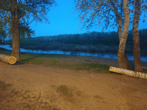 Прокуратура Оренбуржья заинтересовалась вырубкой деревьев на Красной площади