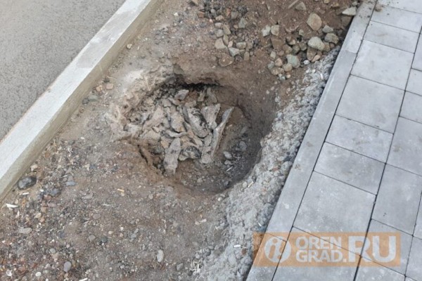 В Оренбурге саженцы липы сажают в бетон В Оренбурге саженцы липы сажают в бетон