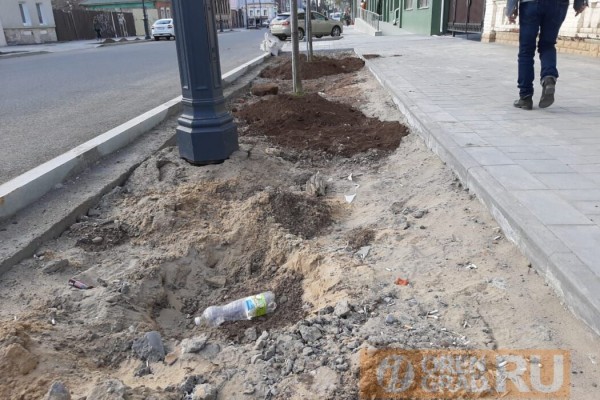 В Оренбурге саженцы липы сажают в бетон В Оренбурге саженцы липы сажают в бетон