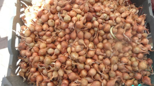 Проверяющие наведались с рейдом на рынок АТП в Оренбурге Проверяющие наведались с рейдом на рынок АТП в Оренбурге