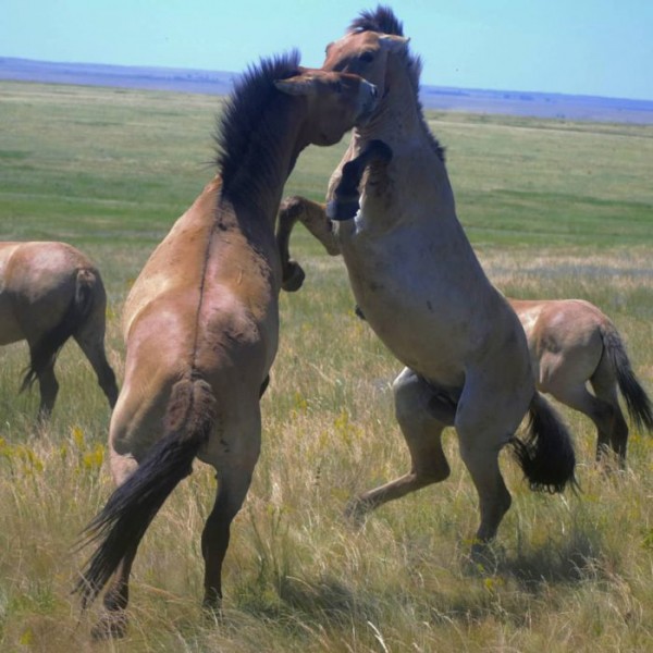 Лошадиные страсти: в оренбургском заповеднике Регном отбил гарем у Макоса