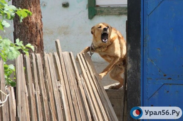 
&laquo;Необходимо разобраться&raquo;: В администрации Новотроицка прокомментировали нападение бродячей собаки на ребенка 		