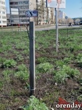 Проезд Северный украшают не зеленеющие деревца, а колышки...