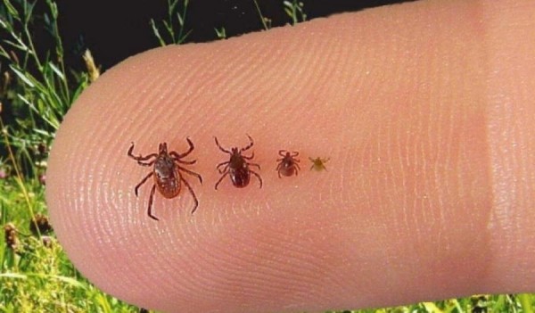 Названы самые неблагополучные районы Оренбургской области по клещевому энцефалиту