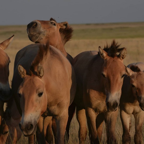 Лошадиные страсти: в оренбургском заповеднике Регном отбил гарем у Макоса