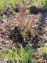 Проезд Северный украшают не зеленеющие деревца, а колышки...