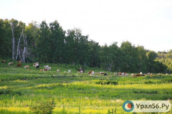 
В Оренбургской области на 3 недели запретили находиться в лесах и собирать травы и грибы. Проходит обработка от непарного шелкопряда		
