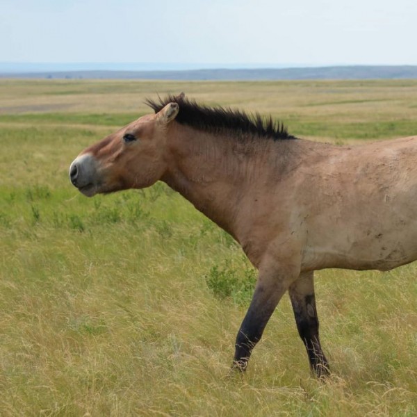 Лошадиные страсти: в оренбургском заповеднике Регном отбил гарем у Макоса
