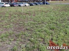 Проезд Северный украшают не зеленеющие деревца, а колышки...