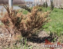 Проезд Северный украшают не зеленеющие деревца, а колышки...