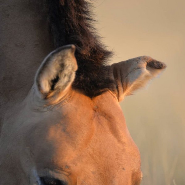 Лошадиные страсти: в оренбургском заповеднике Регном отбил гарем у Макоса