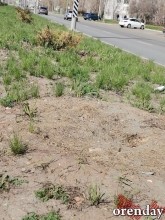 Проезд Северный украшают не зеленеющие деревца, а колышки...